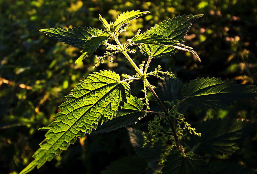 To increase nettle