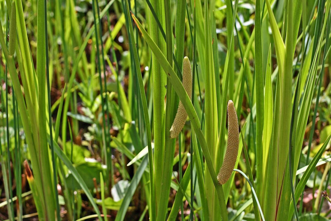 Calamus herb for potency