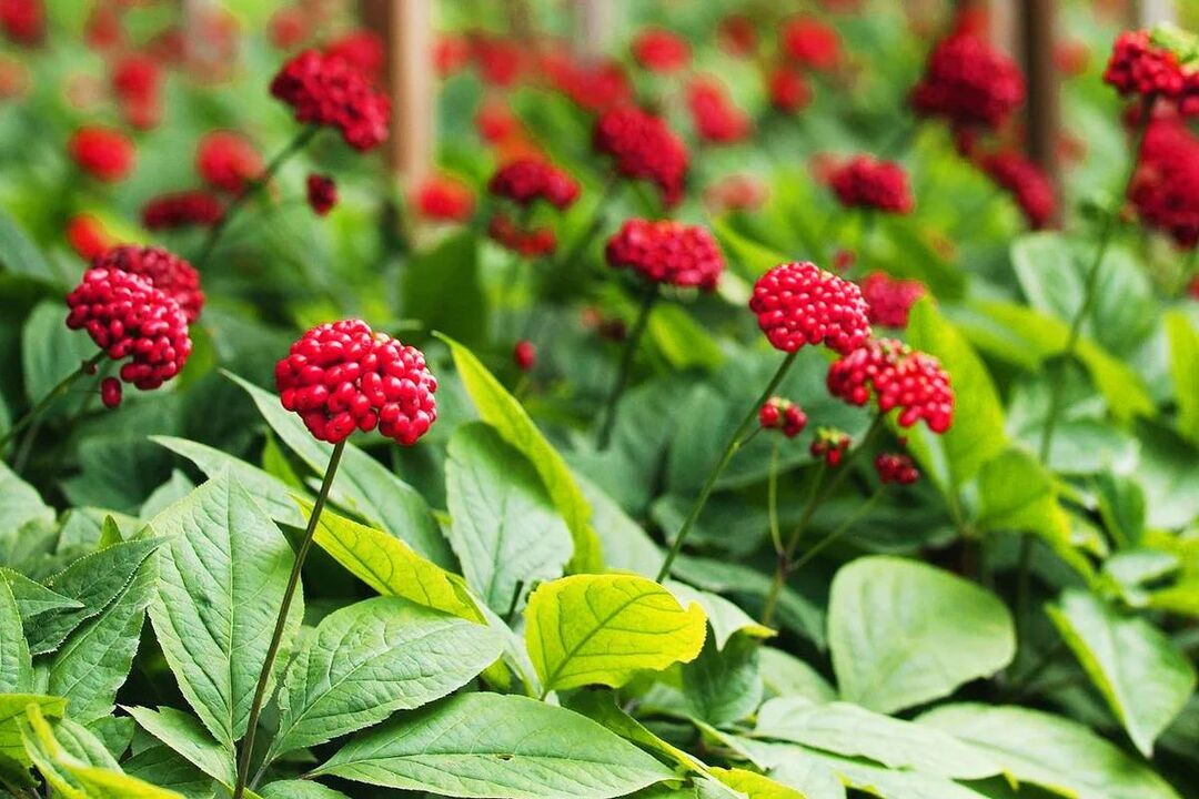 Ginseng medicinal herb for potency