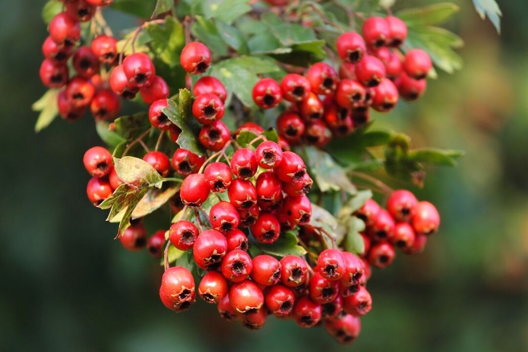 Hawthorn for potency