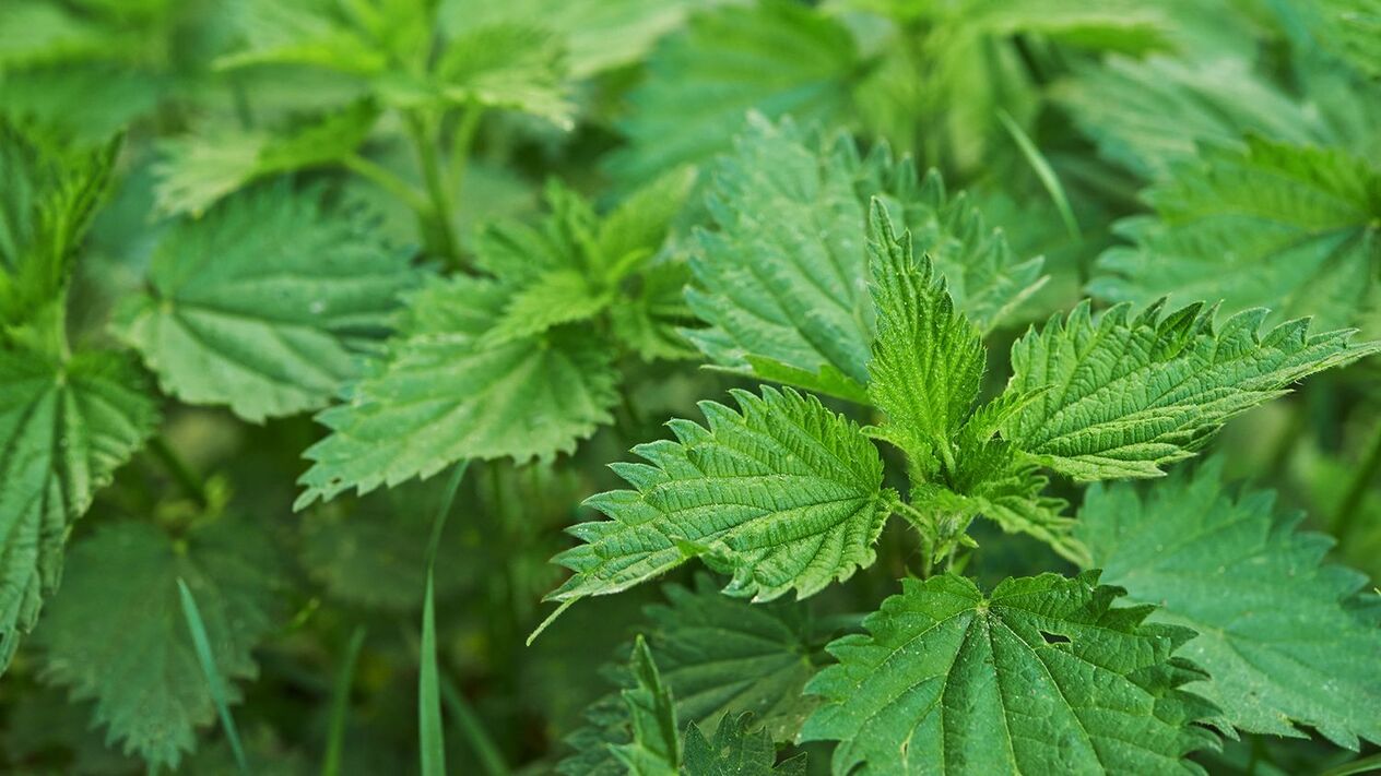 Herbal nettle for potency