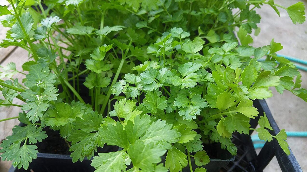 Parsley for potency