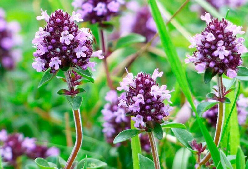 Thyme for potency